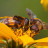 12bee